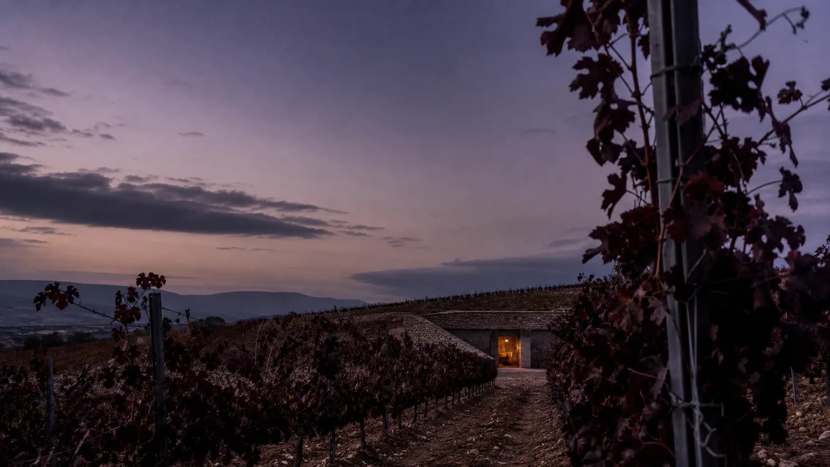 Plum vineyard rows descending toward a lit stone cellar