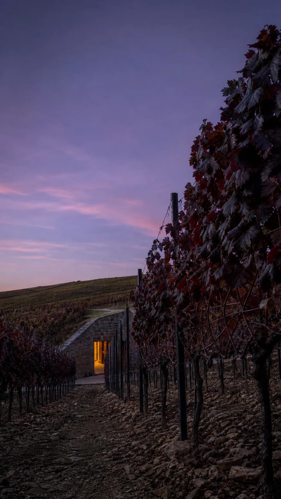 Warm cellar doorway beyond dark vineyard rows