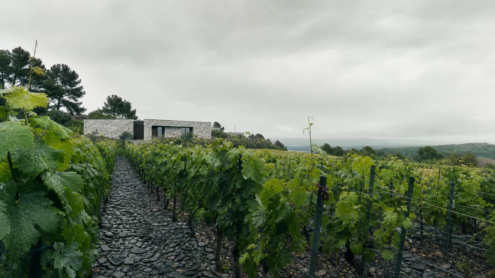 Wet green vines beneath a silver sky